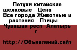 Петухи китайские шелковые › Цена ­ 1 000 - Все города Животные и растения » Птицы   . Чувашия респ.,Алатырь г.